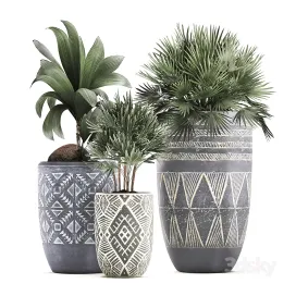 Collection of small plants in ethnic